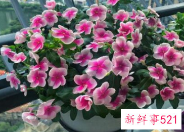 阳台上种什么花风水好