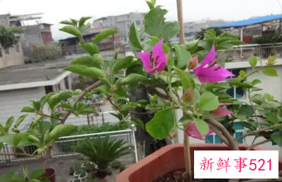 三角梅怎么摘心