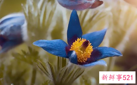 梦见嫁接树的寓意