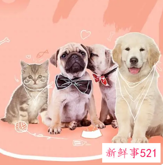 养宠物的注意事项