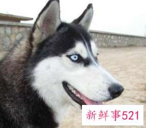 常见宠物犬有哪些