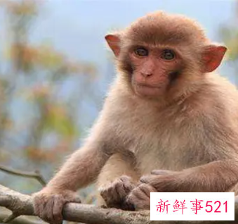 属猴的穿什么颜色