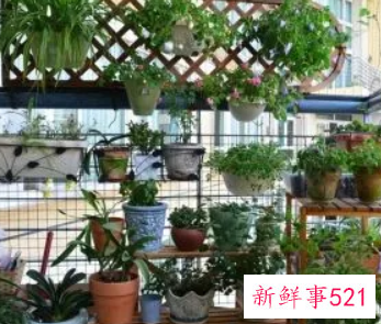 阳台上种什么花风水好