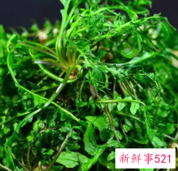 孕妇禁止吃的全部蔬菜