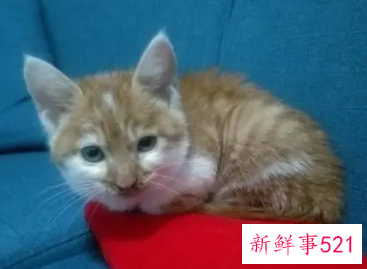 梦见一只怀孕的猫寓意