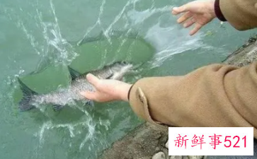 放生的经典语录