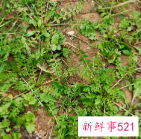 怎么区分荠菜和假荠菜