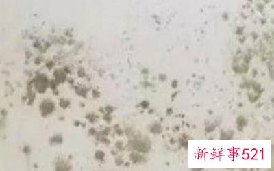 墙体潮湿发霉怎么处理方法