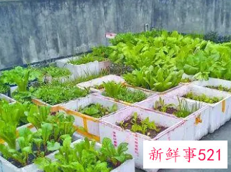 楼顶种菜用什么土又轻又肥