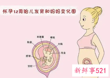 孕12周胎儿需要注意什么