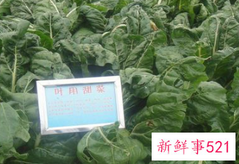 常见蔬菜有多少种