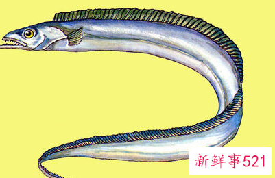 带鱼怎么存放保鲜