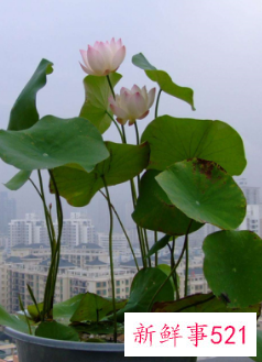 自己过生日送母亲什么花