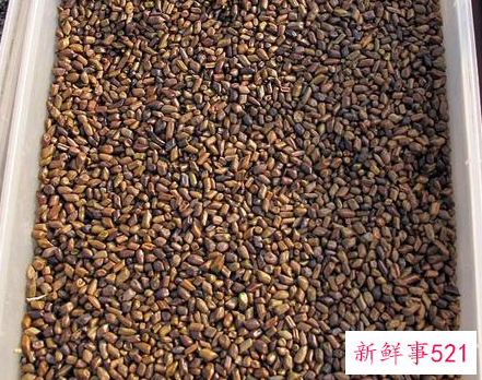 炒决明子泡水喝的功效与禁忌