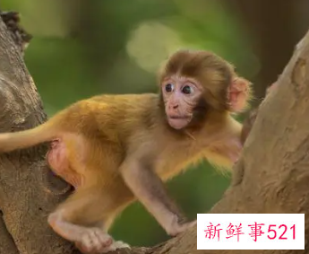 属猴的穿什么颜色