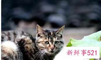 梦见猫吃蝙蝠是什么意思
