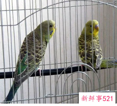 女人为什么不能养鸟