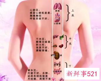 背部经络图6条的走向