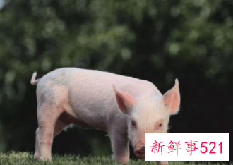 梦见母猪挤奶水