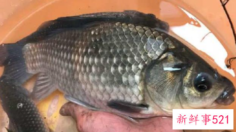 梦见鲫鱼有什么寓意