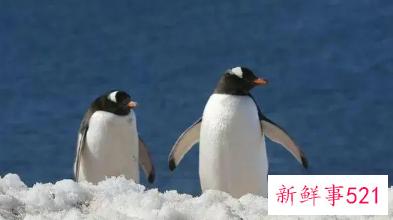 梦见企鹅是胎梦吗