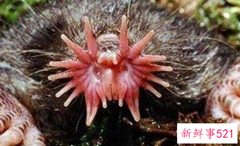 世界上进食最快的动物