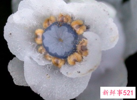 水晶兰的风水学应用