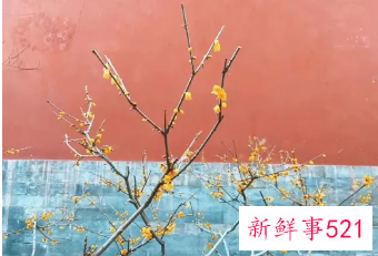 国家植物园为何选香山