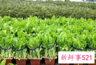 楼顶种菜用什么土又轻又肥