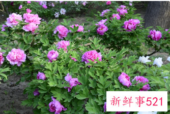 国家植物园为何选香山