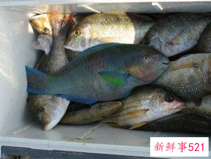 鱼怎么冷藏保存