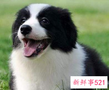 狗狗品种大全及介绍