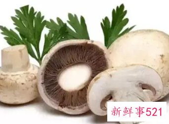 天天吃蘑菇对人有没有坏处