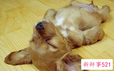 怎么教狗狗装死