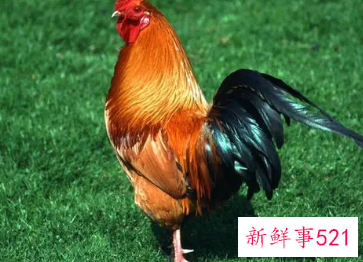 属鸡女的撩汉秘笈