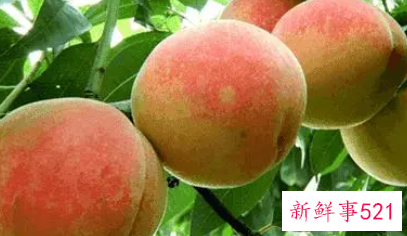 梦见从树上摘桃吃是什么意思