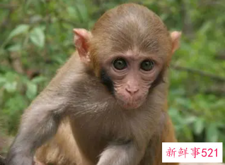 蛇跟猴一起合作生意怎样