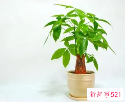 室内养发财树多久浇水一次