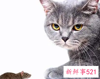 梦到一窝老鼠和猫