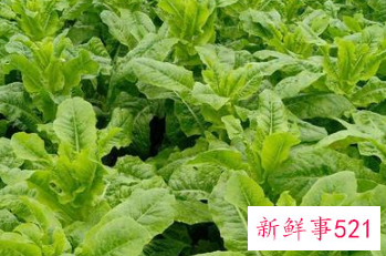 常见蔬菜有多少种