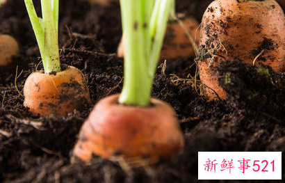 带泥土胡萝卜的保存
