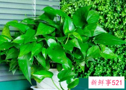 绿萝为什么叫鬼花