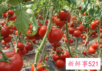 常见蔬菜有多少种