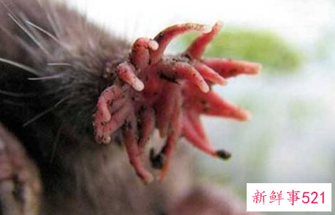 世界上进食最快的动物