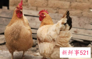 属鸡女的撩汉秘笈