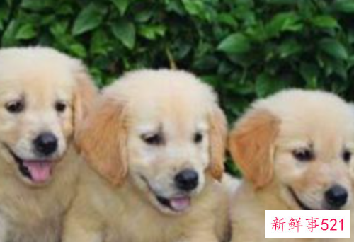 做好学龄前教育这几点请切记