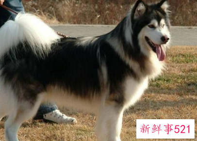 狗狗品种大全及介绍