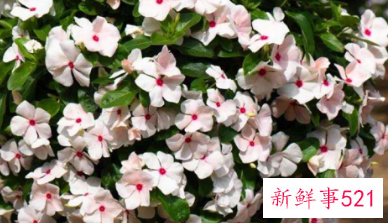 自己过生日送母亲什么花