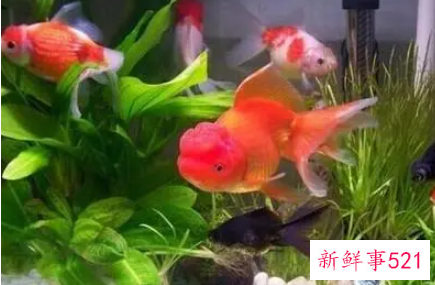 家里养鱼有什么风水讲究