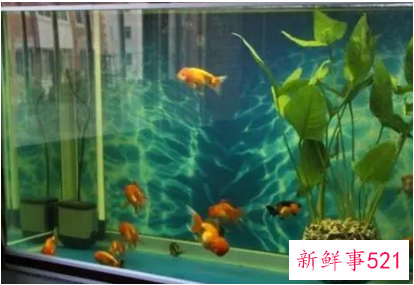 家里养鱼有什么风水讲究